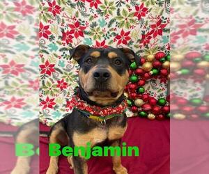 Rottweiler Dogs for adoption in Santa Maria, CA, USA