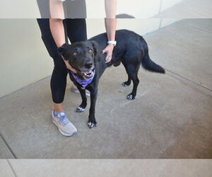 Labrador Retriever-Unknown Mix Dogs for adoption in McKinney, TX, USA