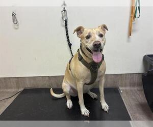 German Shepherd Dog Dogs for adoption in Pasadena, CA, USA