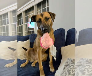 American Pit Bull Terrier-Labrador Retriever Mix Dogs for adoption in Royal Palm Beach, FL, USA