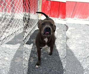 American Pit Bull Terrier-Labrador Retriever Mix Dogs for adoption in Lewistown, PA, USA