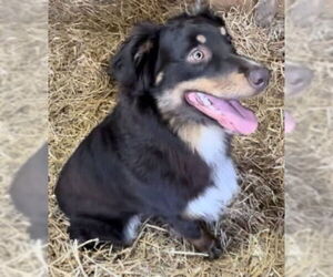Australian Shepherd-Unknown Mix Dogs for adoption in Aurora, IN, USA