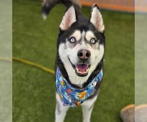 Medium Photo #1 Siberian Husky-Unknown Mix Puppy For Sale in Las Vegas, NV, USA