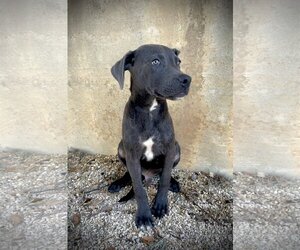 Blue Lacy-Labrador Retriever Mix Dogs for adoption in Pleasanton, TX, USA