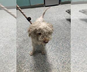 Poodle (Miniature) Dogs for adoption in Long Beach, CA, USA
