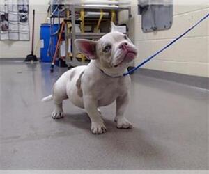 American Pit Bull Terrier Dogs for adoption in Denver, CO, USA