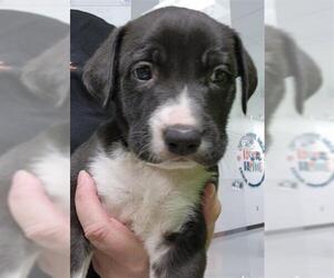 Great Pyrenees-Unknown Mix Dogs for adoption in Temple, TX, USA