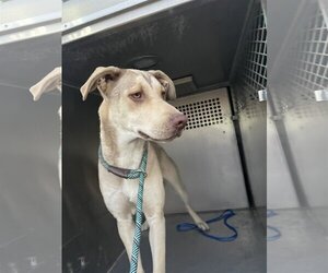 Mutt Dogs for adoption in El Centro, CA, USA