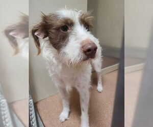 Mutt Dogs for adoption in Ogden, UT, USA