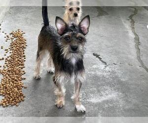 Mutt Dogs for adoption in Pasadena, CA, USA