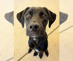 Mutt Dogs for adoption in Sacramento, CA, USA
