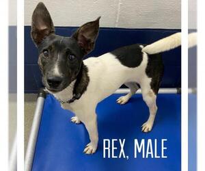 Jack-Rat Terrier Dogs for adoption in Sterling, MA, USA