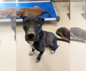 American Pit Bull Terrier-Unknown Mix Dogs for adoption in Riverside, CA, USA