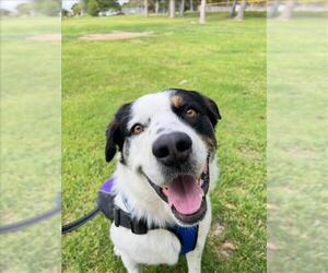 Saint Bernard-Unknown Mix Dogs for adoption in Las Vegas, NV, USA