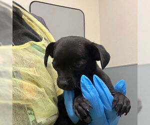 Mutt Dogs for adoption in Las Vegas, NV, USA