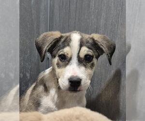 Labrador Retriever-Unknown Mix Dogs for adoption in San Antonio, TX, USA