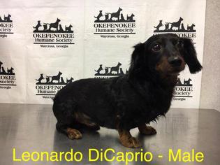 Dachshund Dogs for adoption in Waycross, GA, USA