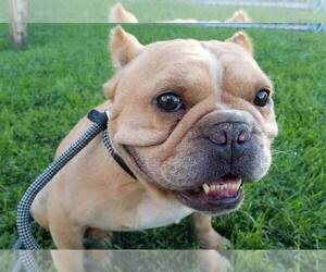 Free-Lance Bulldog Dogs for adoption in Modesto, CA, USA