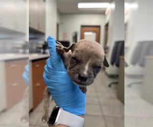 American Staffordshire Terrier Dogs for adoption in San Antonio, TX, USA