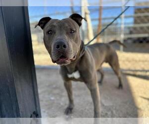 American Pit Bull Terrier Dogs for adoption in HESPERIA, CA, USA