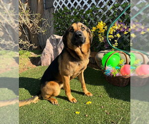 German Shepherd Dog Dogs for adoption in Oklahoma City, OK, USA