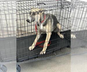 German Shepherd Dog-Unknown Mix Dogs for adoption in San Bernardino, CA, USA