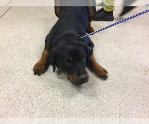 Rottweiler Dogs for adoption in Riverside, CA, USA