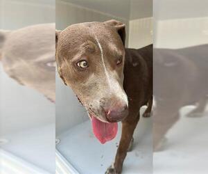 American Pit Bull Terrier Dogs for adoption in Houston, TX, USA