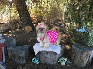 Griffonese Dogs for adoption in La Mesa, CA, USA