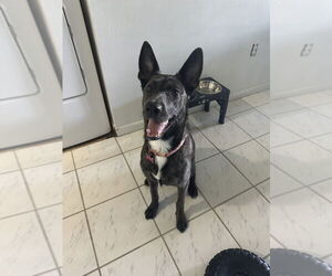 Dutch Shepherd -Unknown Mix Dogs for adoption in Imlay City, MI, USA