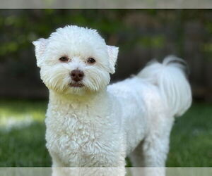 Poochon Dogs for adoption in Techny, IL, USA