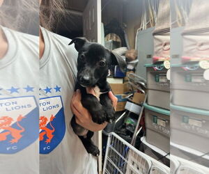 Chiweenie Dogs for adoption in Aurora, IN, USA