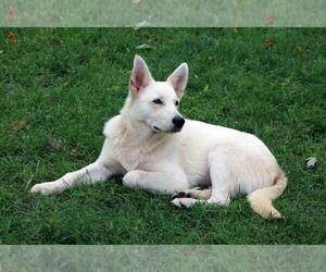 - Mix Dogs for adoption in Hoffman Estates, IL, USA