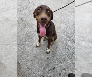 Labrador Retriever-Unknown Mix Dogs for adoption in San Antonio, TX, USA