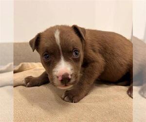 Holland Shepherd-Unknown Mix Dogs for adoption in Baytown, TX, USA