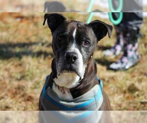Boxer-Unknown Mix Dogs for adoption in Waterford, VA, USA