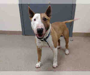 Bull Terrier Dogs for adoption in Aurora, CO, USA