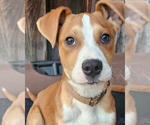 Mutt Dogs for adoption in Alexander, AR, USA