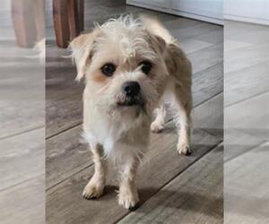 Mutt Dogs for adoption in San Antonio, TX, USA