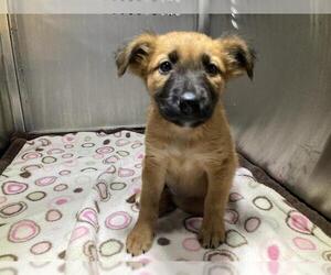 German Shepherd Dog-Unknown Mix Dogs for adoption in Orange, CA, USA