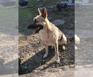 German Shepherd Dog-Unknown Mix Dogs for adoption in San Antonio, TX, USA