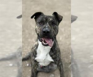 American Pit Bull Terrier Dogs for adoption in West Valley, UT, USA