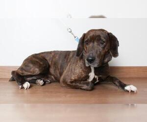 Plott Hound Dogs for adoption in Eden Prairie, MN, USA