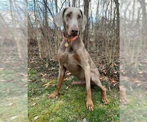 Doberman Pinscher Dogs for adoption in Aurora, OH, USA
