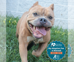 Mutt Dogs for adoption in Philadelphia, PA, USA