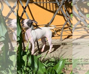 Italian Greyhuahua Dogs for adoption in Vallejo, CA, USA