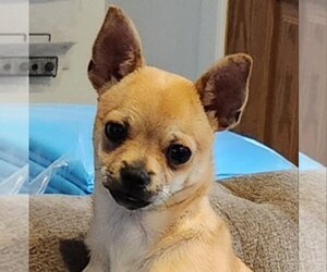 Chihuahua Dogs for adoption in Fairfax, VA, USA