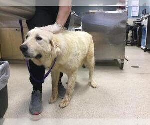 Great Pyrenees-Unknown Mix Dogs for adoption in Riverside, CA, USA