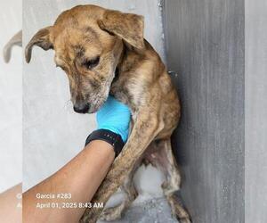 American Staffordshire Terrier-Unknown Mix Dogs for adoption in San Antonio, TX, USA