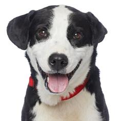 Border Collie Dogs for adoption in Los Angeles, CA, USA